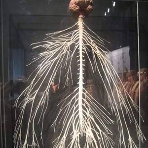 Meet your Posher, Benjamin